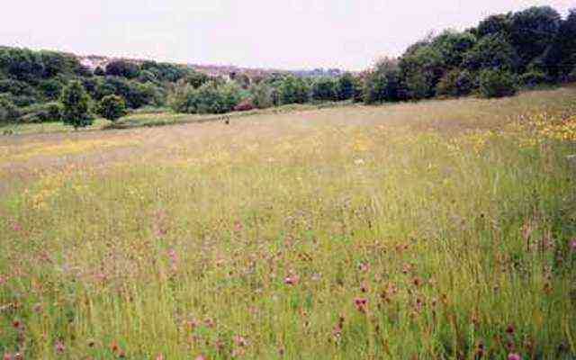 Wildflower meadow in Manor Woods