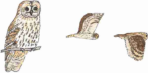 Lola's drawings of a tawny owl which appear in My Manor Woods Book.